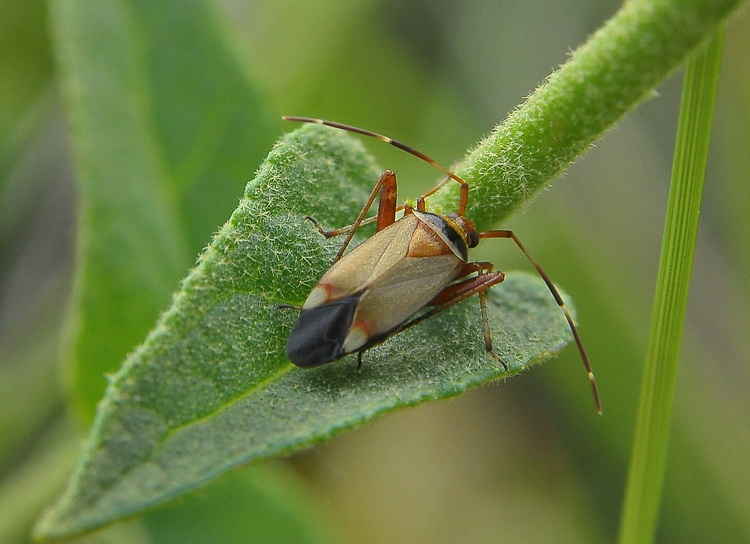 Miridae: Adelphocoris vandalicus del Chianti